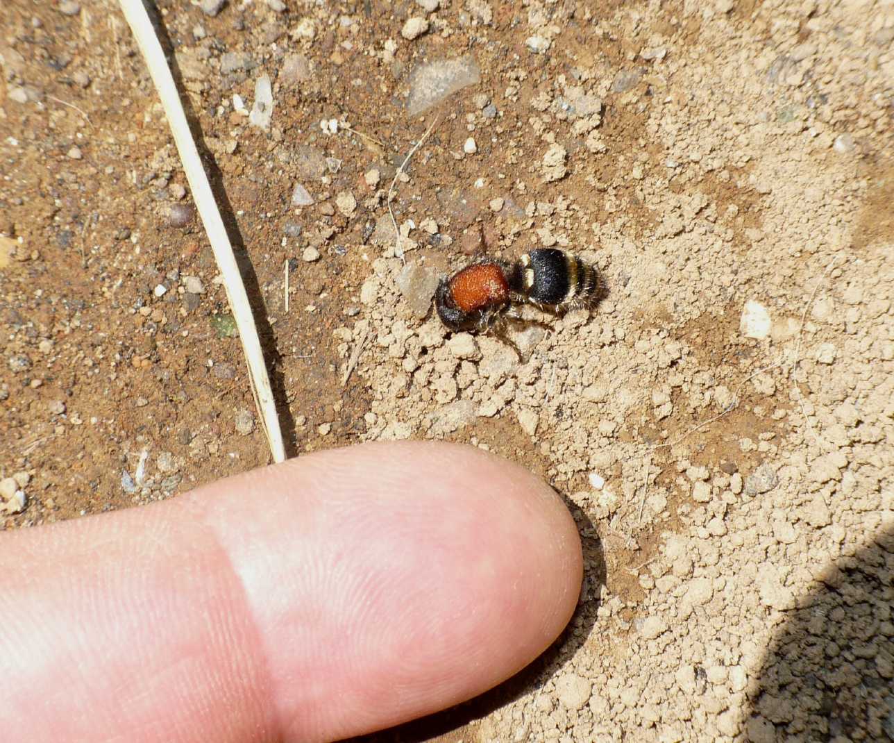 Grosso Mutillidae: Tropidotilla litoralis